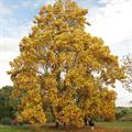 tulip tree